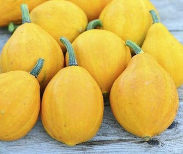 Lemon Squash Pompoen basiseenheid zaden, Ophalen of Verzenden, Nieuw