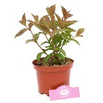 Weigela Wings of Fire, Tuin en Terras, Verzenden