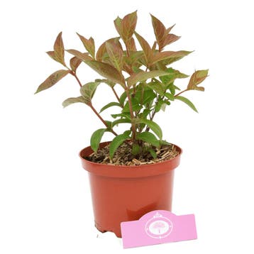 Weigela Wings of Fire, Verzenden