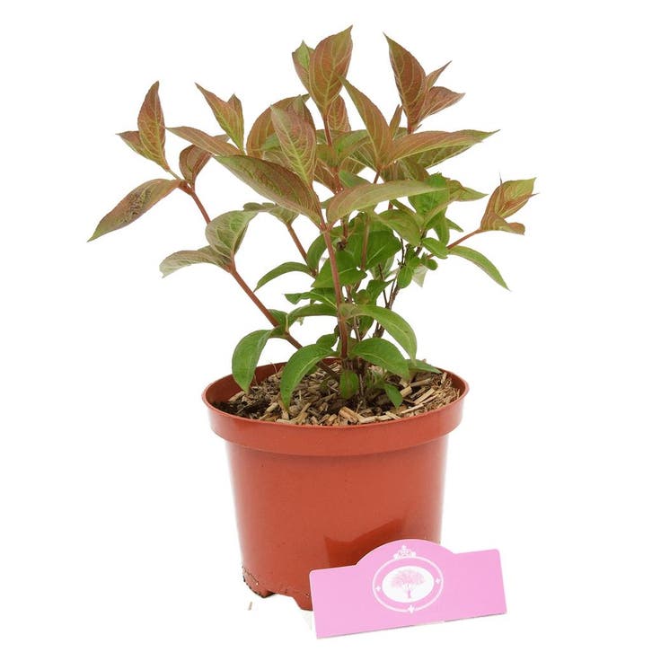 Weigela Wings of Fire, Tuin en Terras, Planten | Tuinplanten, Verzenden