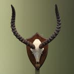 Impala Schedel Taxidermie Opgezette Dieren By Max, Ophalen of Verzenden, Nieuw, Wild dier, Opgezet dier