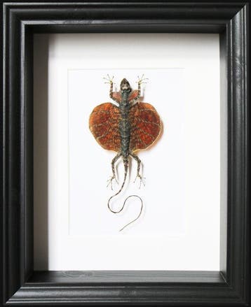 Hagedis Taxidermie volledige montage - Draco volans - 25 cm