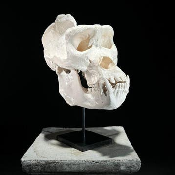 GEEN PRIJSRESERVE - Een replica van een gorillaschedel op