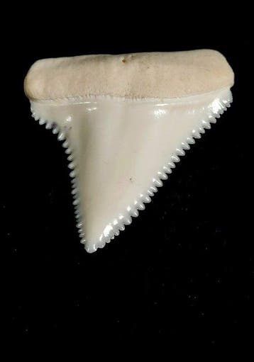 Witte haai Taxidermie volledige montage - Carcharodon, Nieuw