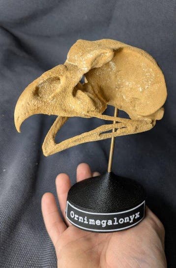 Fossiele schedel - Ornimegalonyx - the biggest owl species