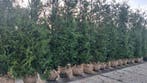 Grote coniferen, Thuja plicata Martin 350-400 cm