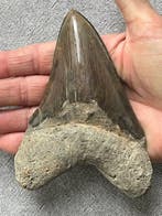Grote Megalodon-tand, 13,0 cm - Fossiele tand - Carcharocles
