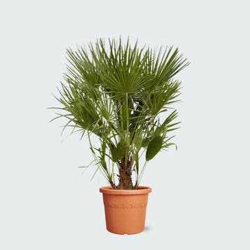Green Bubble - Chamaerops Humilis  - 130cm - Ø24 cm, Ophalen of Verzenden