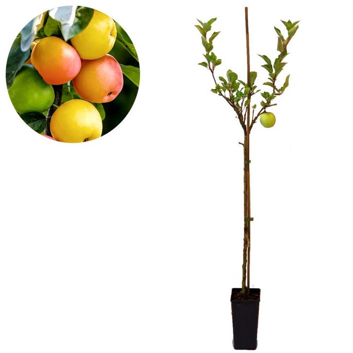 Appelboom Sweet Summer, Tuin en Terras, Planten | Fruitbomen, Volle zon, Verzenden