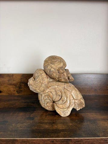Nautiloidea - Fossiel skelet - Aturia - 19 cm - 16 cm