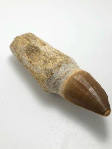 Mosasaurus - Fossiele tand - 10.5 cm (Zonder minimumprijs)