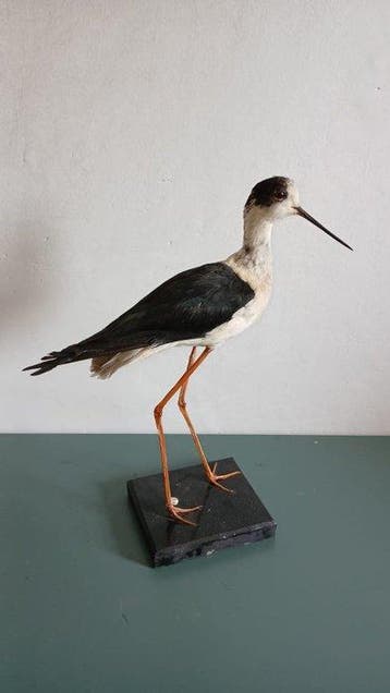 Ridder van Italië Taxidermie volledige montage - Himantopus, Nieuw