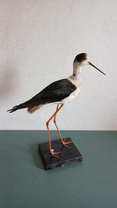 Ridder van Italië Taxidermie volledige montage - Himantopus, Verzamelen, Dierenverzamelingen