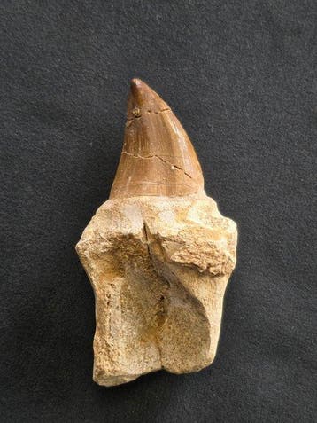 Mosasaurus - Fossiele tand - 9 cm (Zonder minimumprijs), Verzamelen, Mineralen en Fossielen