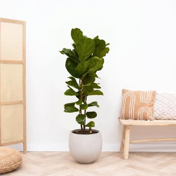 Green Bubble - Ficus Lyrata struik - 180cm - Ø27 cm, Huis en Inrichting, Kamerplanten, Ophalen of Verzenden