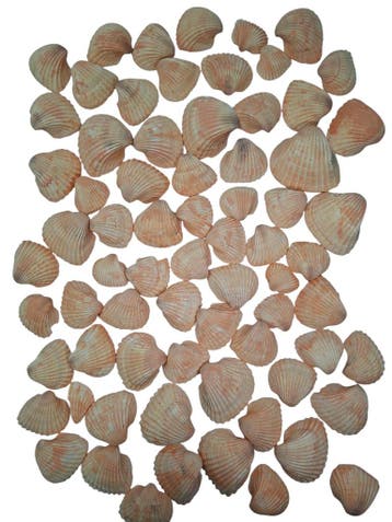 Chippy Pastel schelpen Orange washed 1 kilo, Ophalen of Verzenden, Nieuw