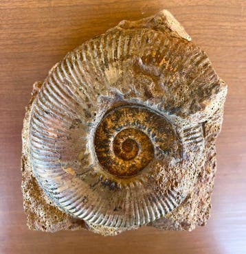 Ammoniet - Gefossiliseerde schelp - V.large Hammatoceras