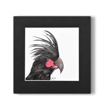 AniB. - Black Crown — Palm Cockatoo