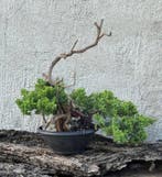 Jeneverbes bonsai (Juniperus) - Hoogte (boom): 30 cm -, Antiek en Kunst