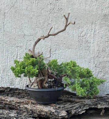 Jeneverbes bonsai (Juniperus) - Hoogte (boom): 30 cm -
