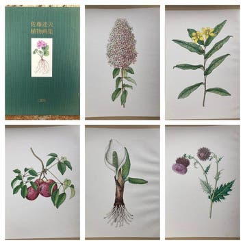 Tatsuo Sato - 31 plates Tatsuo Botanical Portfolio. - 1980