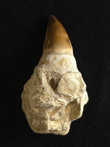 Mosasaurus - Fossiele tand - 12 cm (Zonder minimumprijs)
