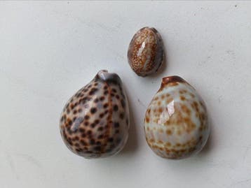 schelp Zeeschelp - Tiger Cowrie Shell (Cypraea tigris)