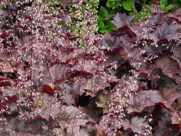 Heuchera mic. Palace Purple  - Purperklokje, Bodembedekkers, Vaste plant, Verzenden, Halfschaduw