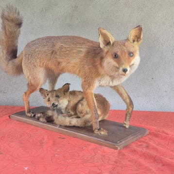 Rode vos Taxidermie wandmontage - Vulpes vulpes - très grand, Nieuw