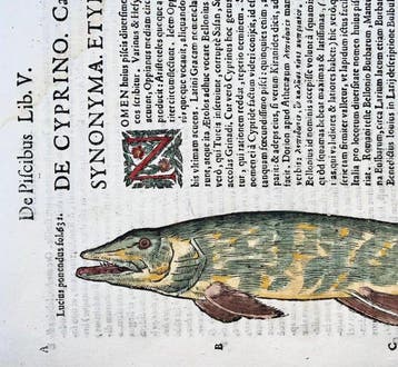 Aldrovandi; Fish, Pike [Hecht] - hand coloured folio - 1638