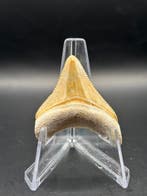 Megalodon - Fossiele tand - Otodus Megalodon - 4.04 cm -, Verzamelen