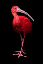 Marco Simoni -  Eudocimus ruber  XL