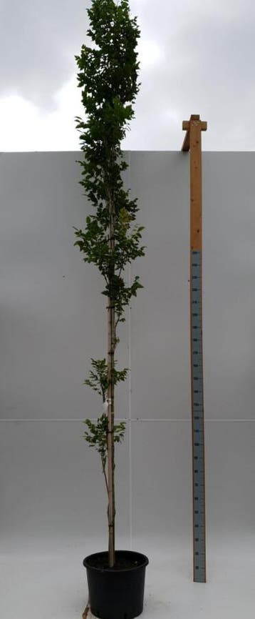 Koelreuteria paniculata Fastigiata hoogstam 14/16