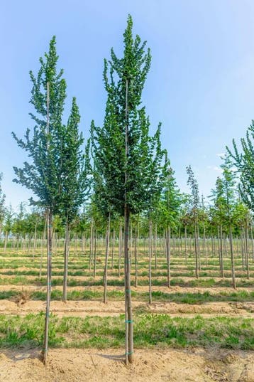 Ulmus Columella hoogstam 20/25