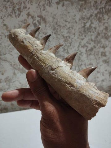 Mosasaurus - Gefossiliseerde kaak - 20.5 cm - 6 cm, Verzamelen, Mineralen en Fossielen