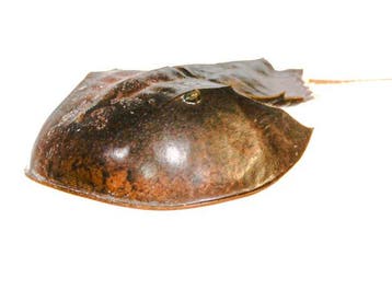 Degenkrab Skelet - extra großer Limulidae sp.  Sammlerstück, Nieuw