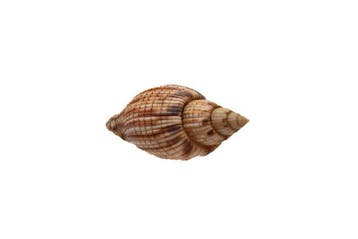 Lyria kurodai 112 mm GIGANTISCHE MAAT - GEM-kwaliteit - Nha, Nieuw