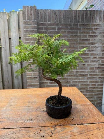 Metasequoia Bonsai (Watercypres) - Hoogte (boom): 35 cm -
