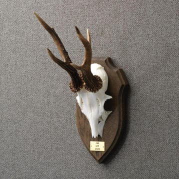 Reebok Gewei Taxidermie Opgezette Dieren By Max, Ophalen of Verzenden, Nieuw, Wild dier, Opgezet dier