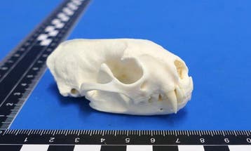 Iltis Schedel - Putorius putorius - 0 cm - 0 cm - 7.5 cm -, Verzamelen, Dierenverzamelingen, Nieuw