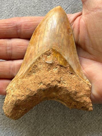 Megalodon-tand 11,4 cm - Fossiele tand - Carcharocles, Verzamelen