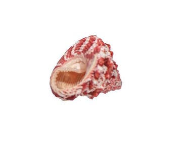 Trochus sacellum – 23 mm – Perfecte GEM-kwaliteit uit