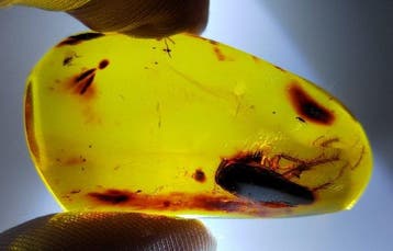 FOSSlL-AMAZING!! Dominicaans amber- 11.23 g