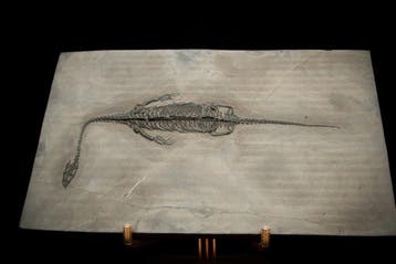 Zeereptiel - Gefossiliseerd dier - Keichousaurus sp. (BIG) -
