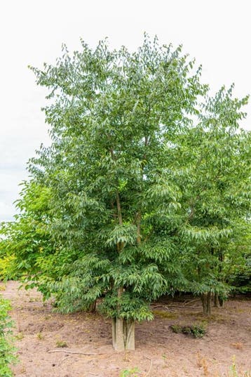 Celtis australis meerstammig 250-300