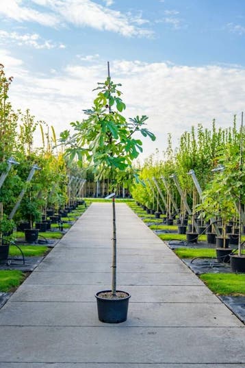 Ficus carica hoogstam 18-20 cm