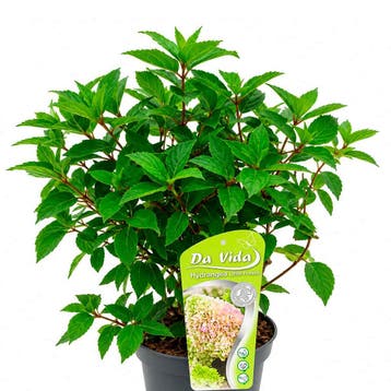 Hortensia ‘Little Fresco’ (Pluimhortensia) container (P1, Tuin en Terras, Verzenden, Overige soorten, Halfschaduw
