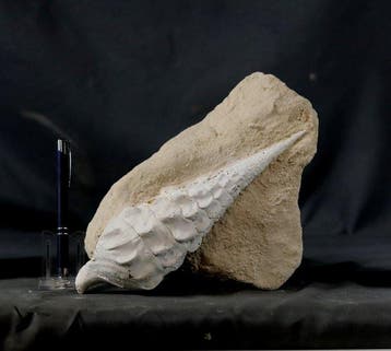 Decoratieve gigantische fossiele schelp - Gefossiliseerd, Verzamelen