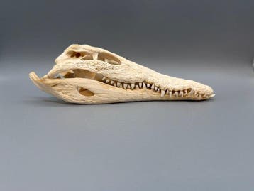 Nijlkrokodil Schedel - Crocodylus niloticus - 8 cm - 11 cm -