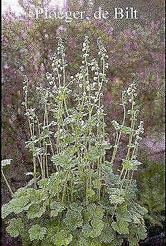 Tellima grandiflora, P9 ,, Tuin en Terras, Planten | Tuinplanten, Ophalen of Verzenden, Zomer, Vaste plant, Volledige schaduw